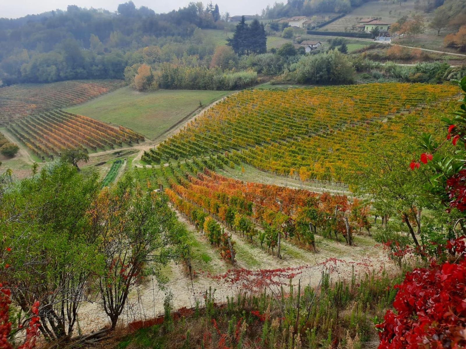 La Giribaldina Winery & Farmhouse Calamandrana Exteriér fotografie